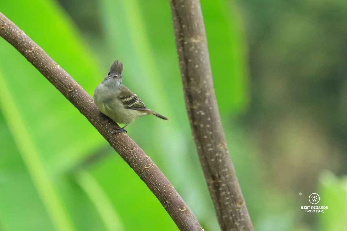 Northern scrub flycatcher on a branch with a green background, Colombia.