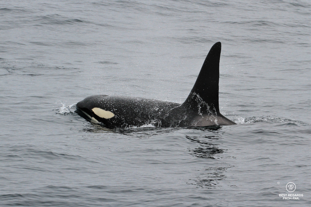 Orca at sea in Norway with its dorsal fin out.