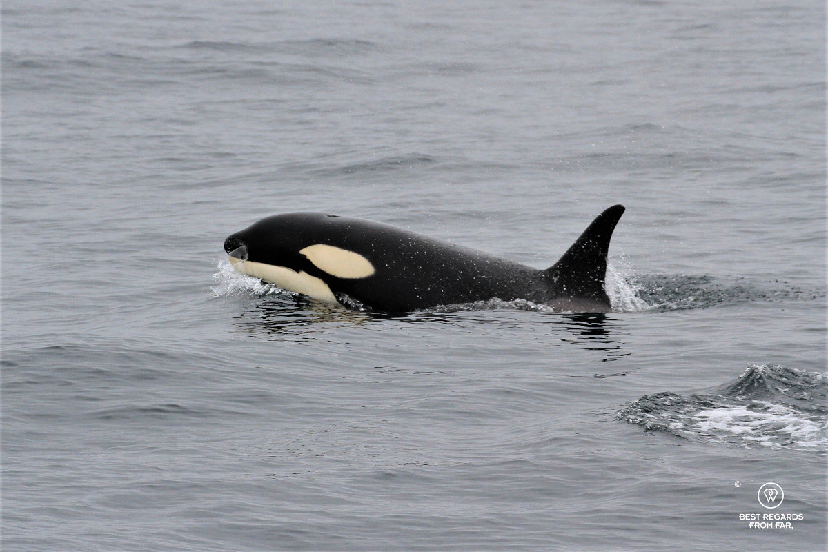 Orca at sea in Norway with its dorsal fin out.