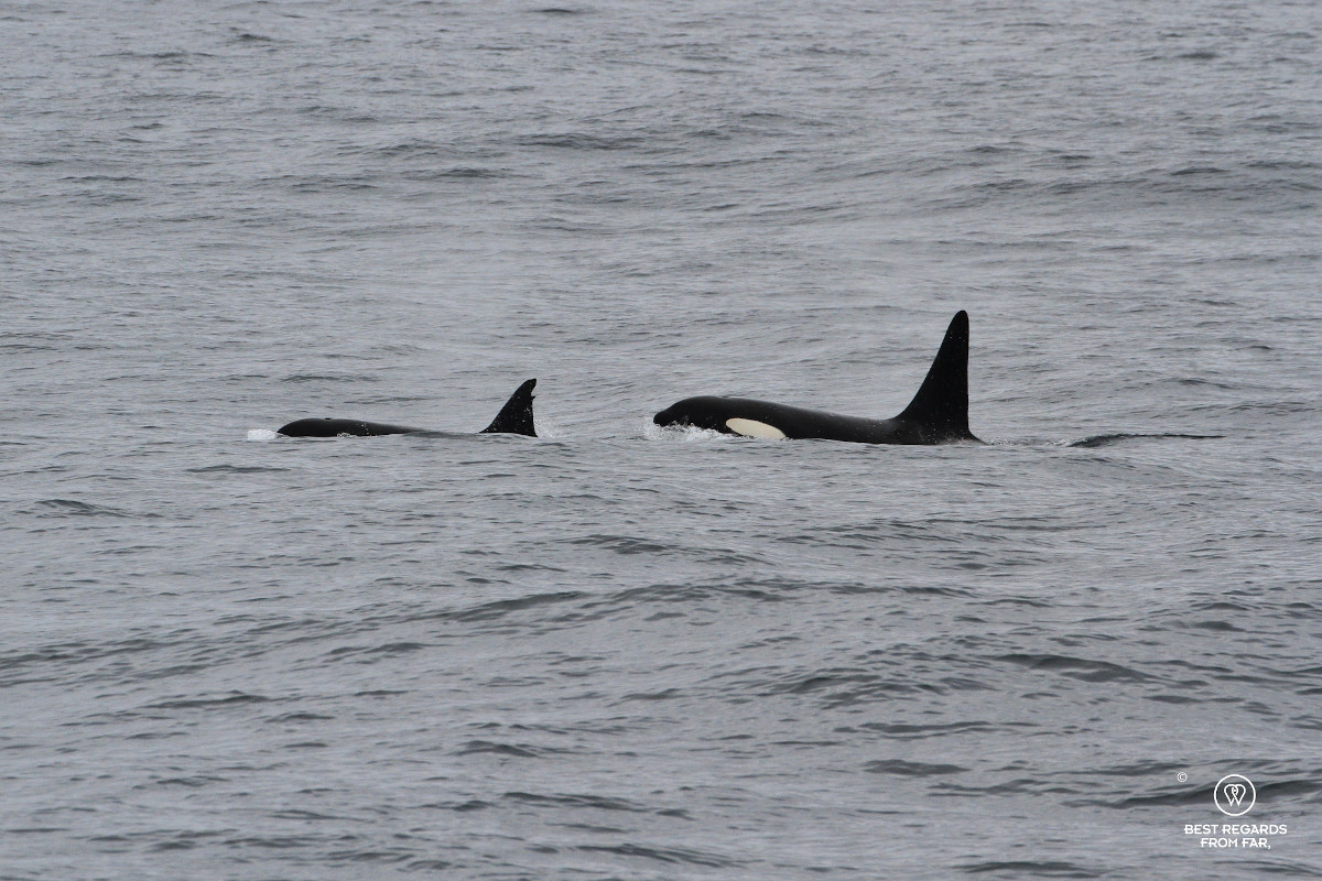 Killer whales during a Whale Safari in Norway.