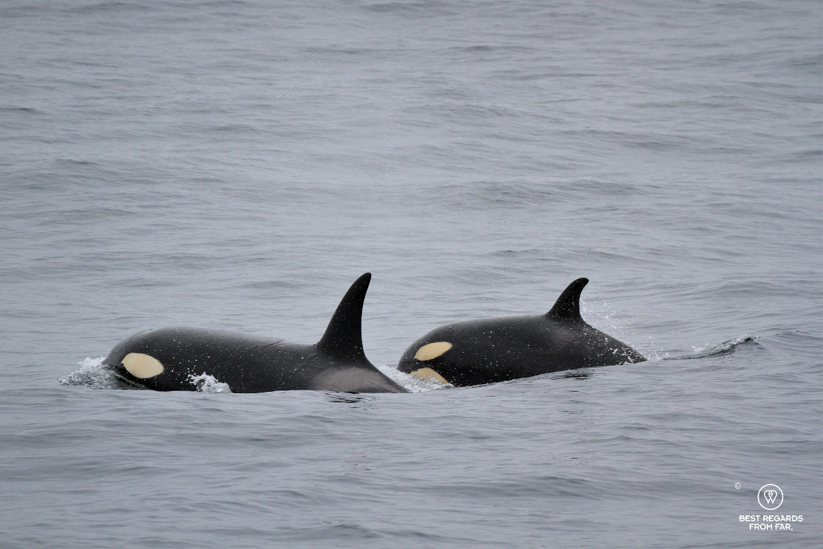 Orca with a calf during a Whale Safari in Norway.