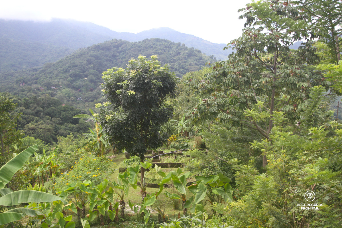Florishing fruit and vegetable garden in the green mountains of the Sierra Nevada de Santa Marta, Colombia.