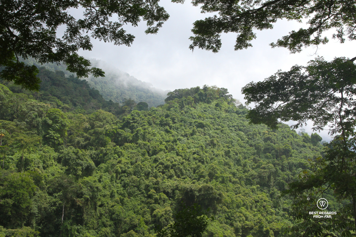 Reforested mountain slope of the Sierra Nevada de Santa Marta, Colombia.
