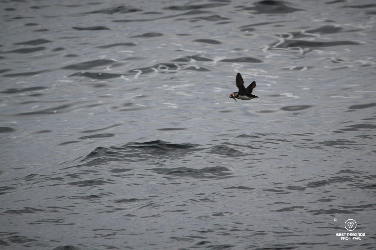 Puffin flying with its catch, Norway.