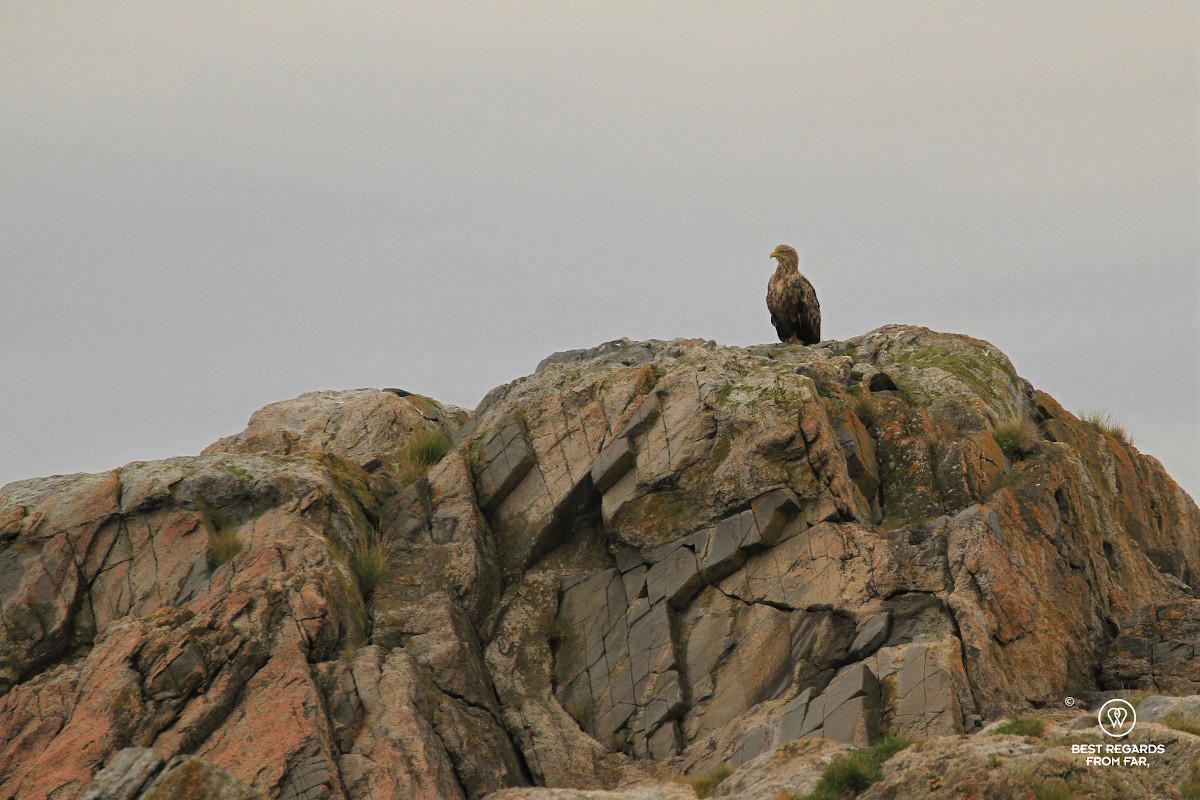 Sea eagle on rocks in Norway.