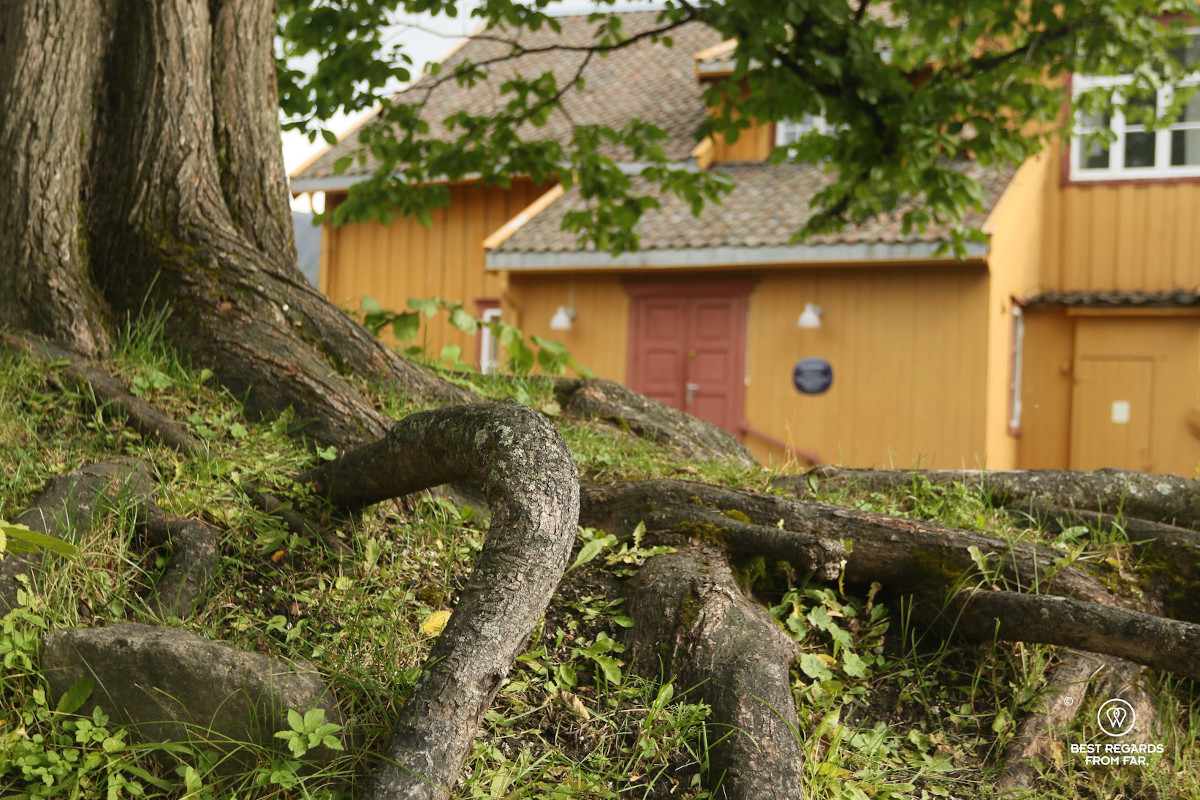 Tree root in the foreground with authentic and historical Skansen in Tromso in the background.