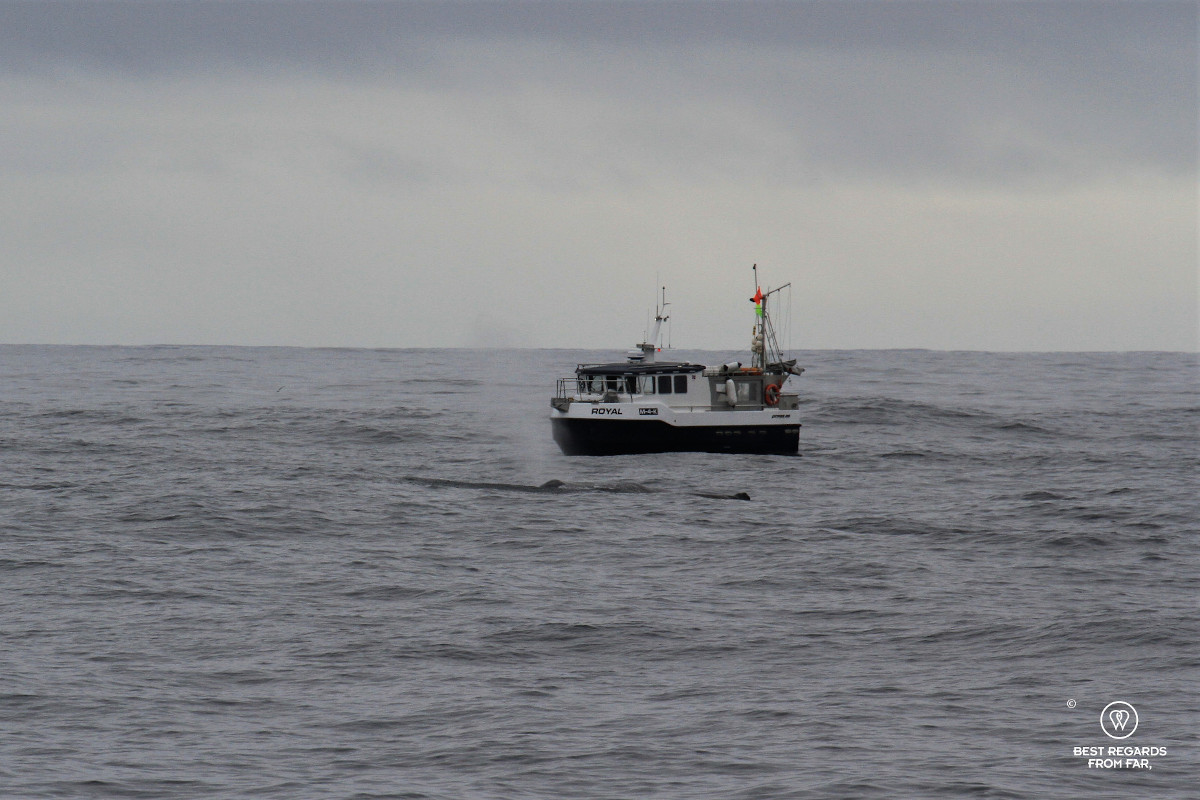 Sperm whale by a fishing boat in Norway.