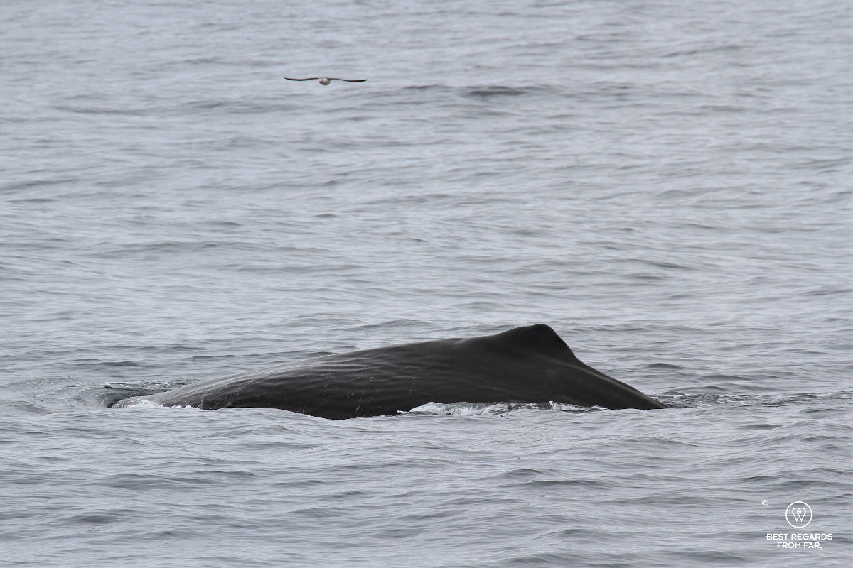 Sperm whale tail during a Whale Safari in Norway.