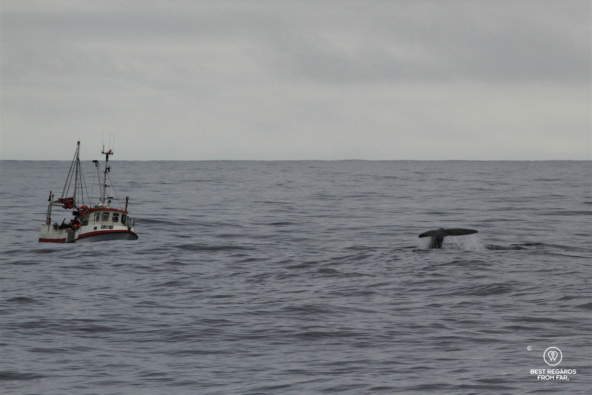 Sperm whale tail by fishing boat in Norway.