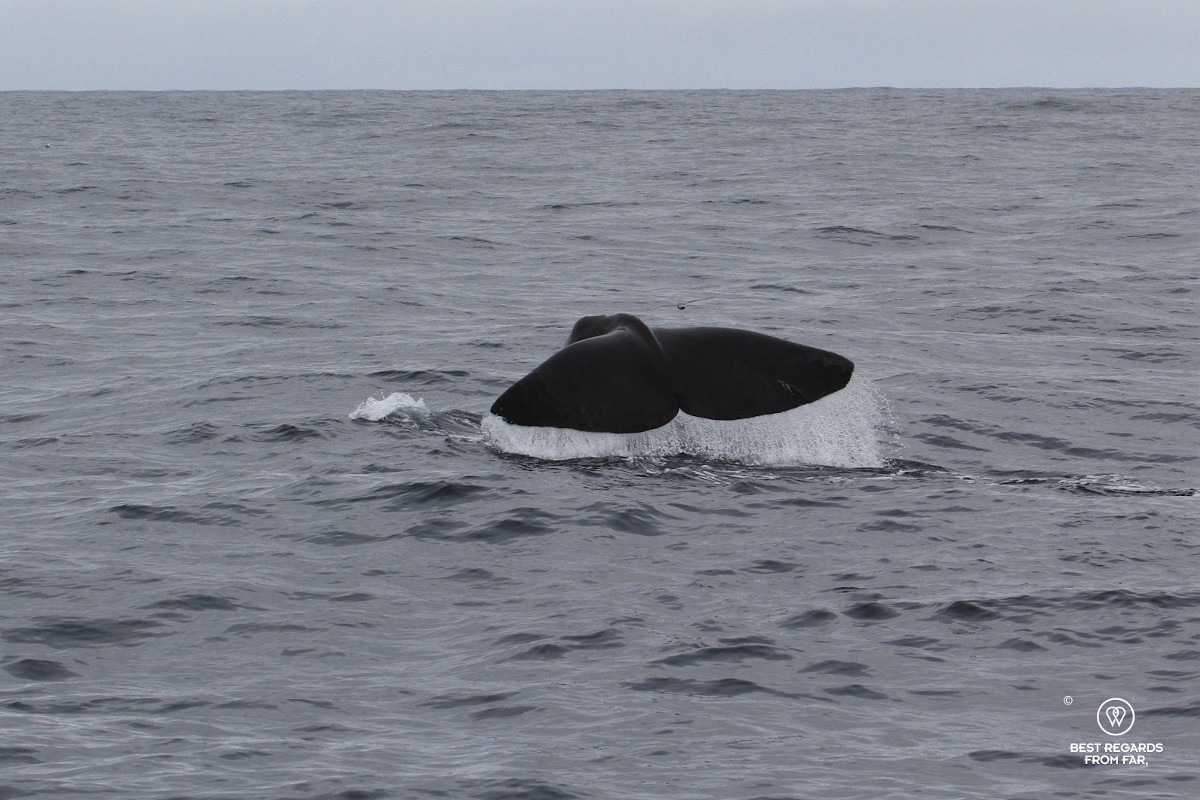 Sperm whale tail during a Whale Safari in Norway.