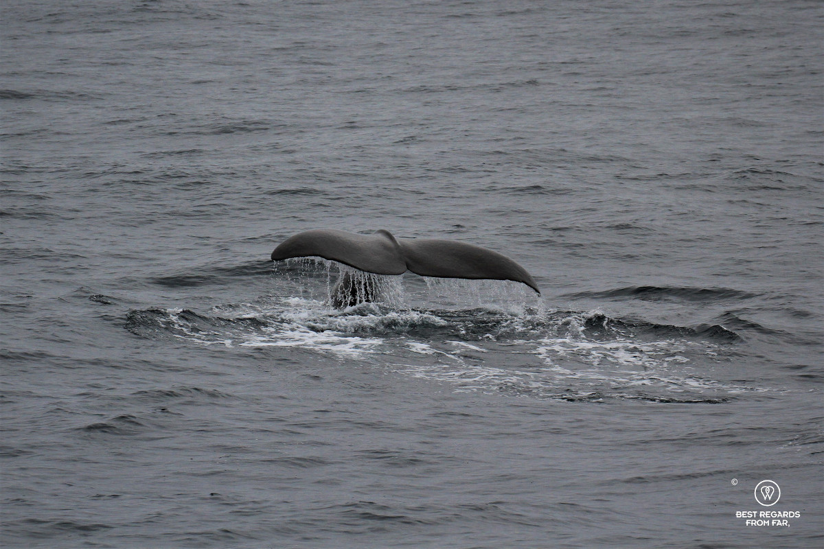 Sperm whale tail during a Whale Safari in Norway.