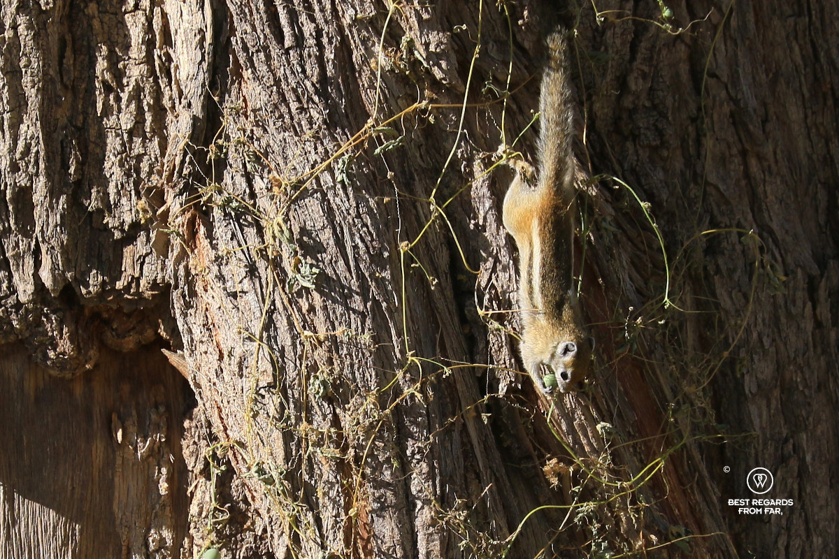 Squirrel taking a fruit while handing face down on a tree.
