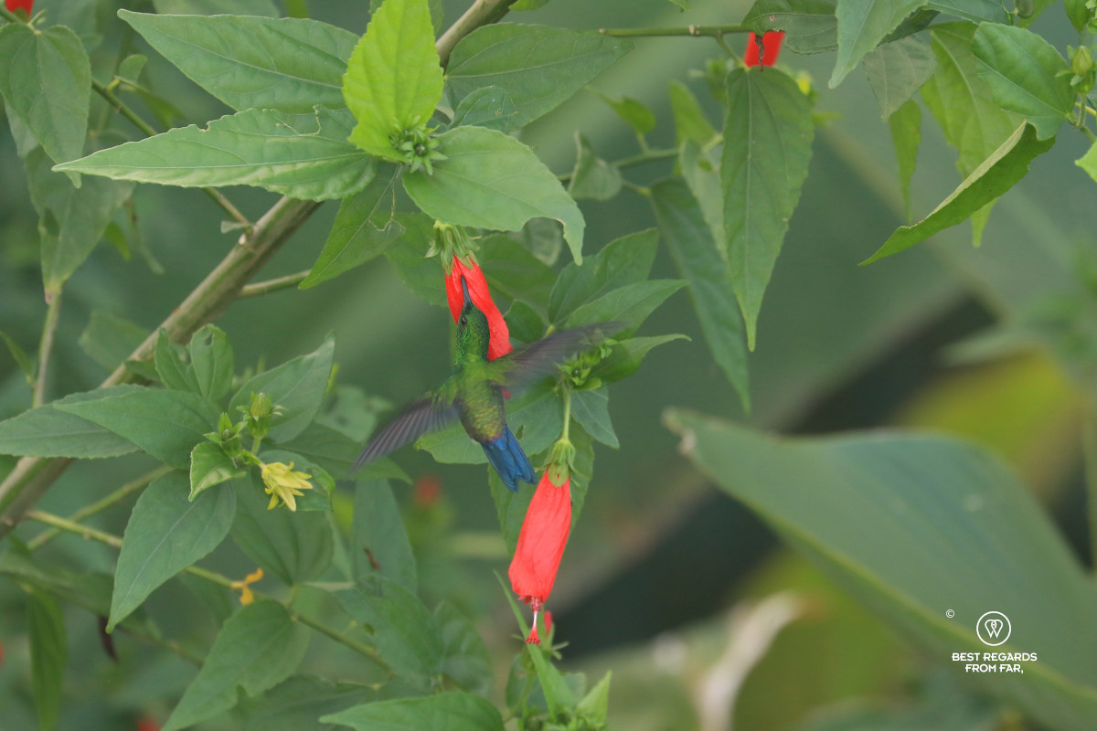 Steely-vented hummingbird with blue tail feeding on a red flower while hovering in the air.