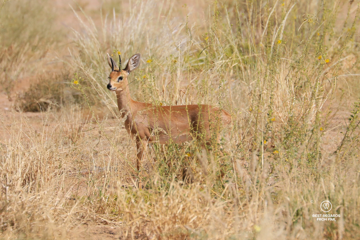 Steenbok in high grass.