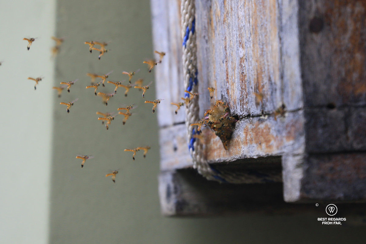 Stingless bees hovering in front of their hive at Plan B, Minca, Colombia.