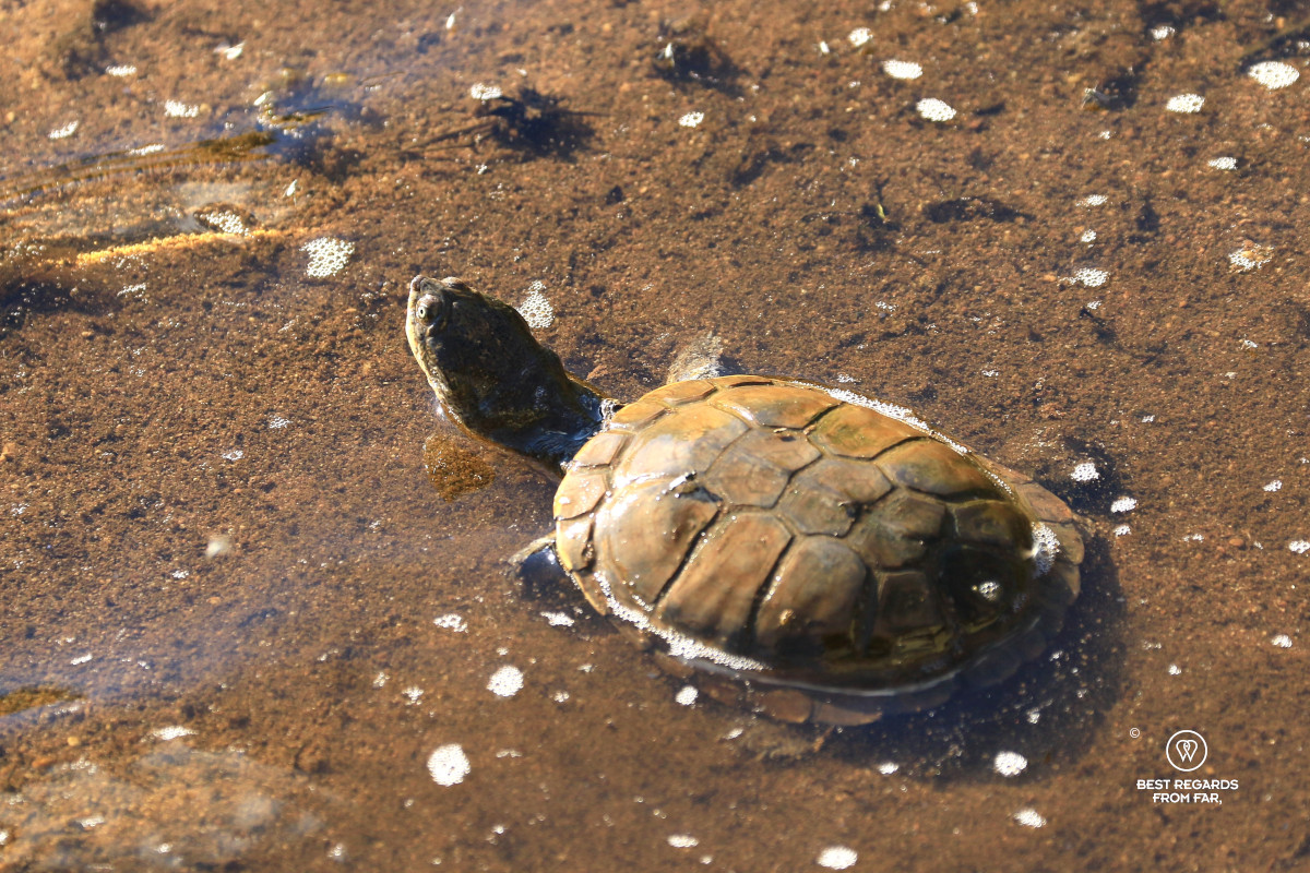 A terrapin in a small pool of water of the Huab River, Namibia.