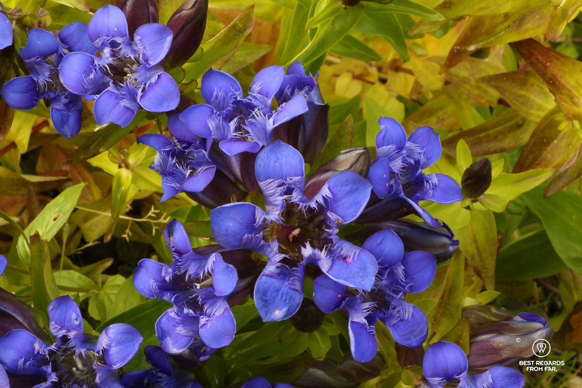 Blooming gentiane in Tromso Botanical Garden.