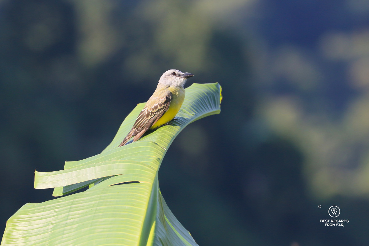 Tropical king bird with its yellow breast resting on a large banana leaf.