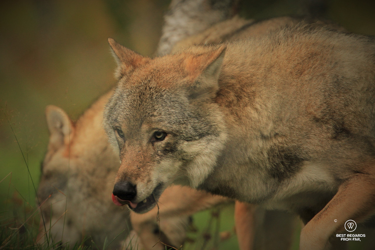 A couple of wolves with one sticking its tongue out.