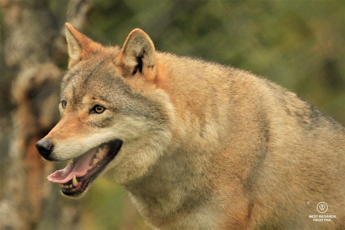 Portrait of a wolf.