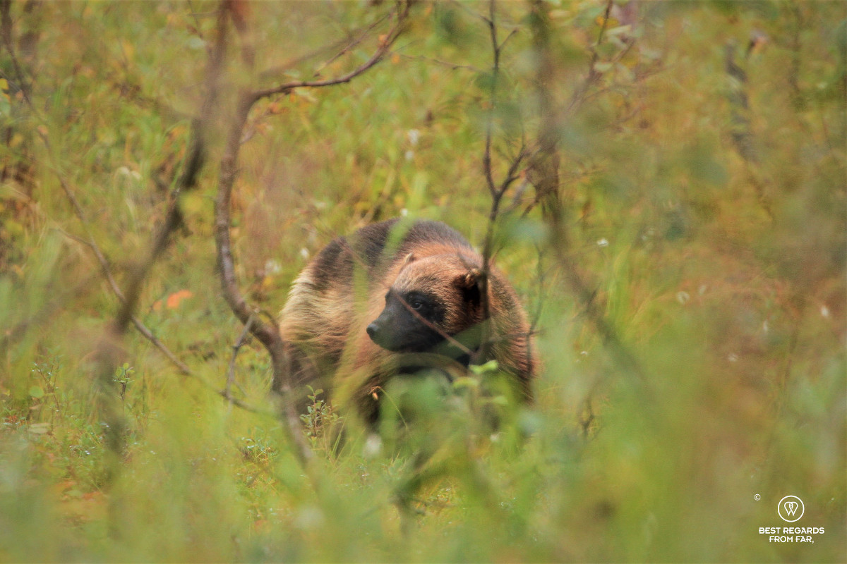 A wolverine in the forest.