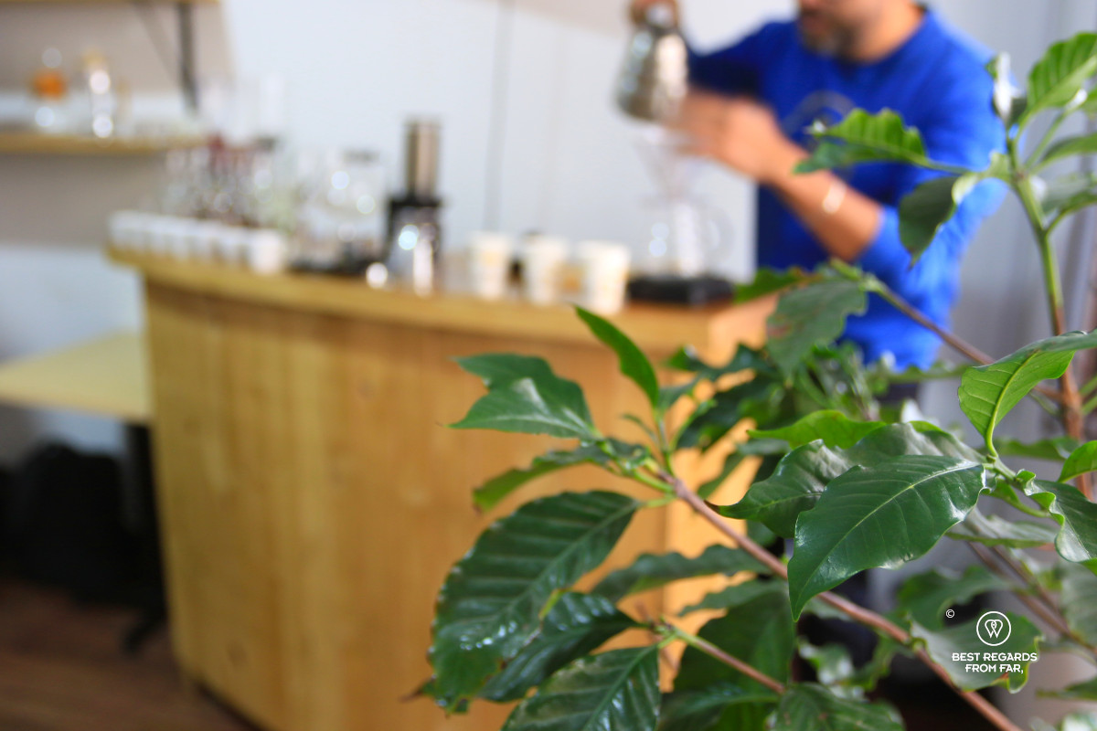 Coffee plant inside a cafe.
