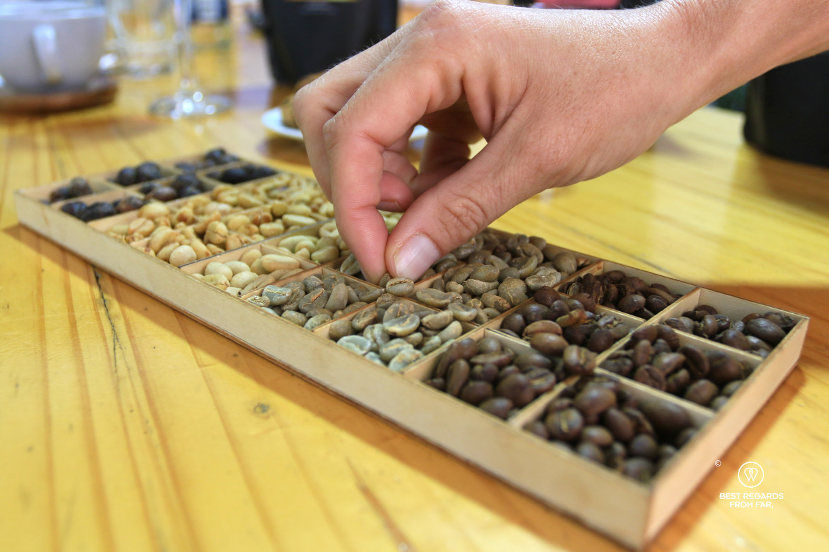 Hand picking a green coffee bean amongst a box of different types of roasts.